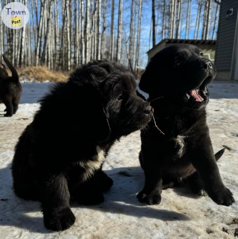 Newfie X puppies!  - 6 - 1011613-1708841699_4