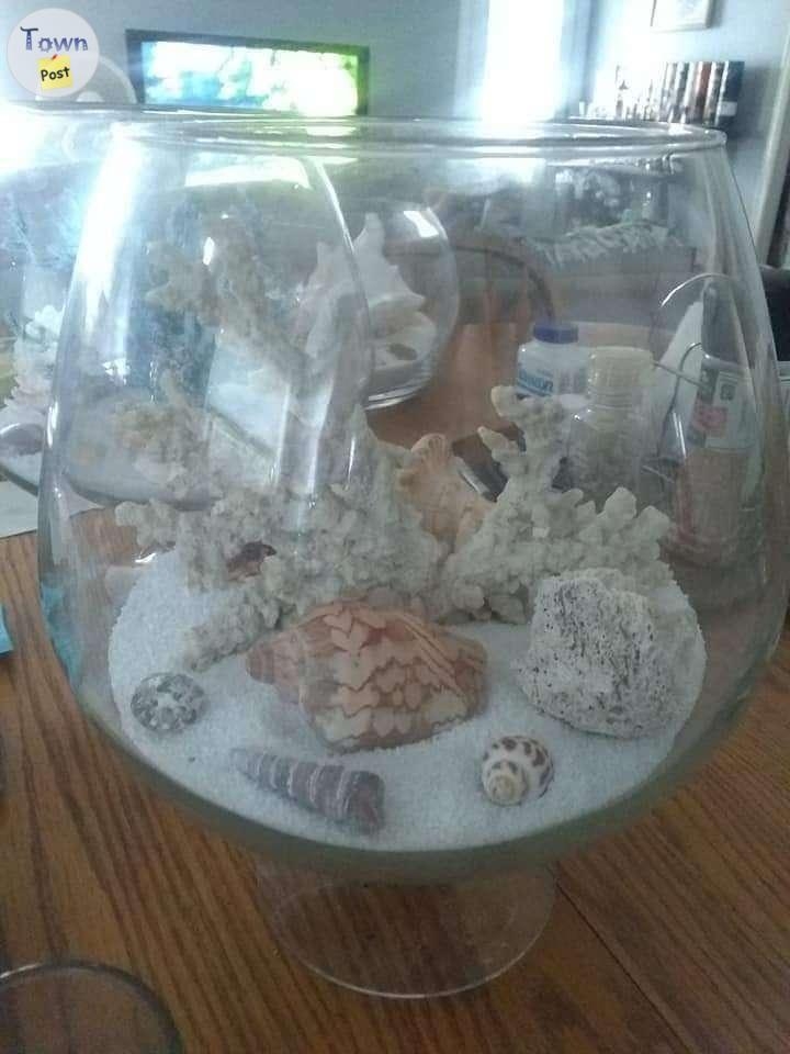 Seashell decor  - 5 - 1012009-1708914803_3