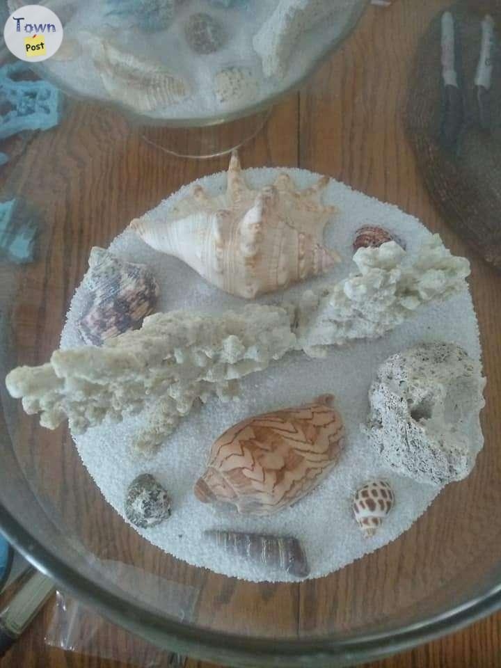 Seashell decor  - 6 - 1012009-1708914803_4