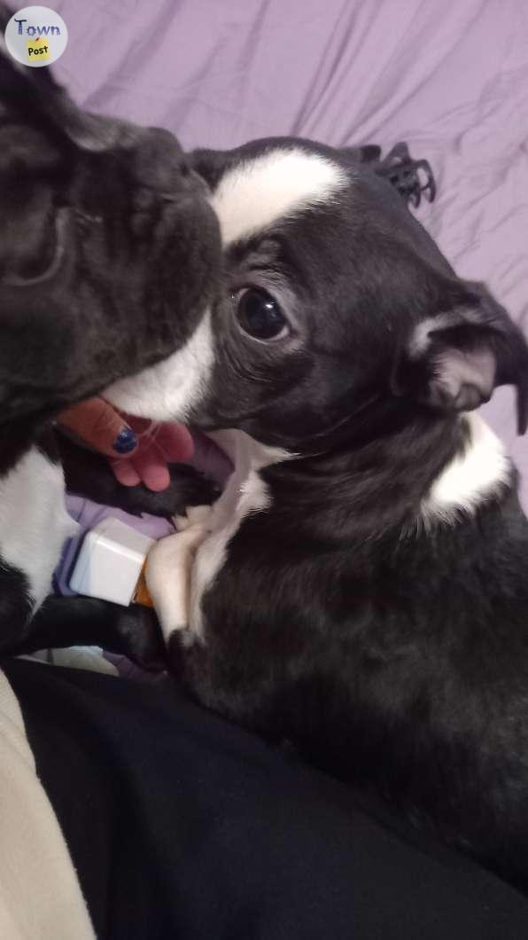 Boston Terrier pups  - 1 - 1012251-1708981783