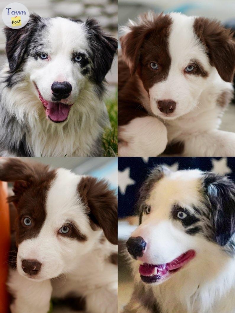 Proven Stud Australian Shepherd/ Border Collie - 2 - 670422-1708459526