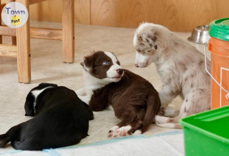 Proven Stud Australian Shepherd/ Border Collie - 6 - 670422-1708459526_0