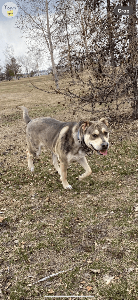 Stunning Stud Available Now ‼️ *PROVEN / MERLE CARRIER*  - 1 - 701447-1707164004