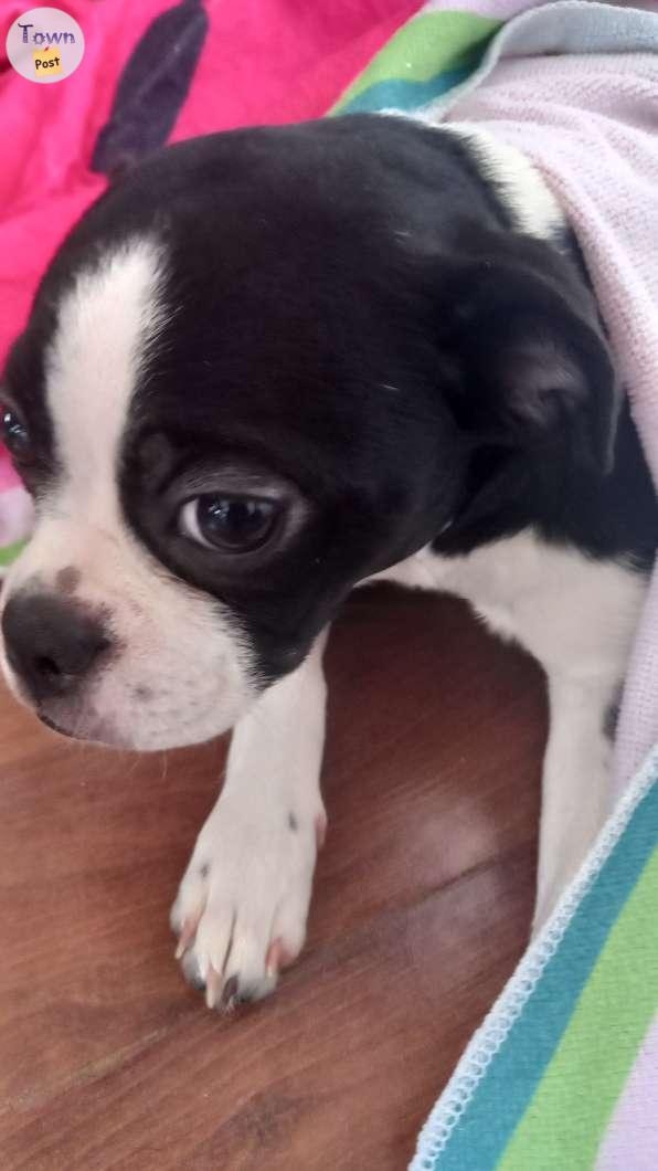 Boston Terrier pups  - 2 - 1012251-1709330115