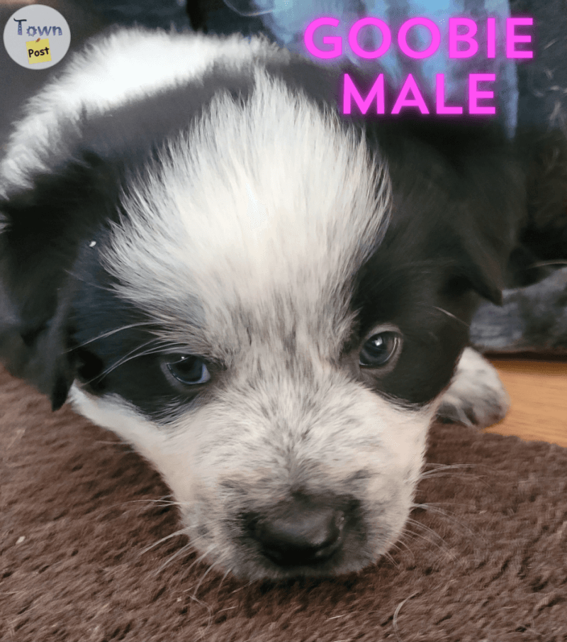 Adorable Puppies for Sale! - 1 - 1014399-1709431123