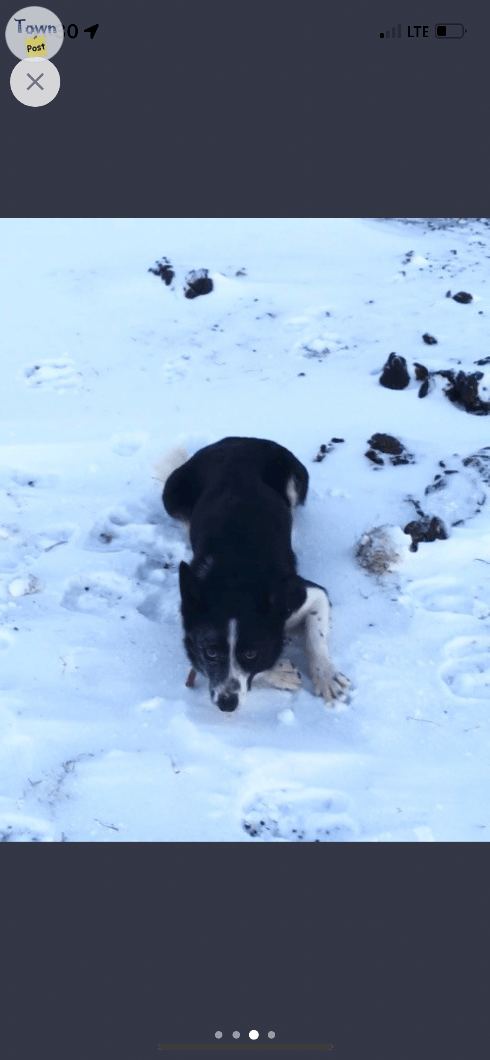 Border Collie  - 1 - 1014503-1709475206