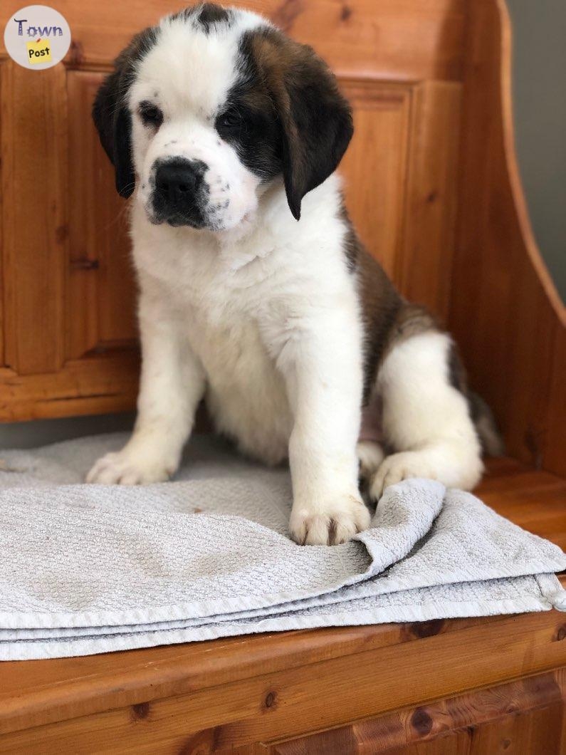 St Bernard Puppies - 2 - 1016603-1709949185_0