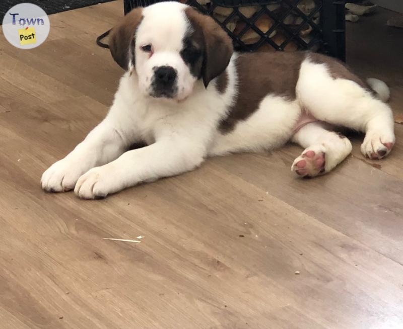 St Bernard Puppies - 3 - 1016603-1709949185_1