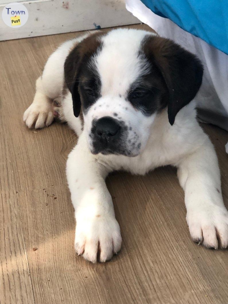 St Bernard Puppies - 4 - 1016603-1709949185_2