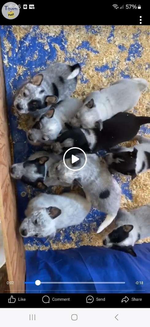 Purebred blue heeler pups  - 1 - 1016864-1710022035