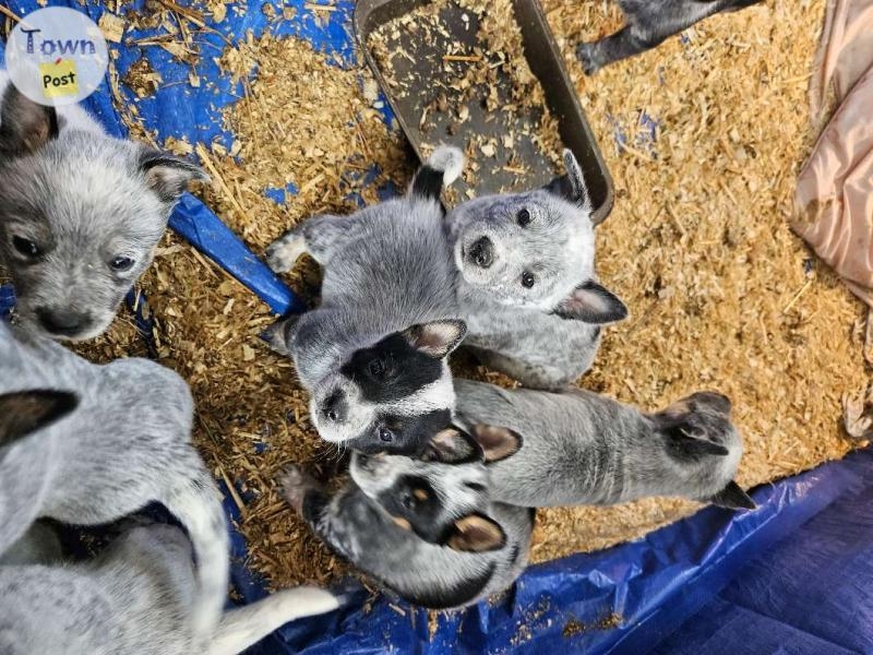 Purebred blue heeler pups  - 2 - 1016864-1710022035_0