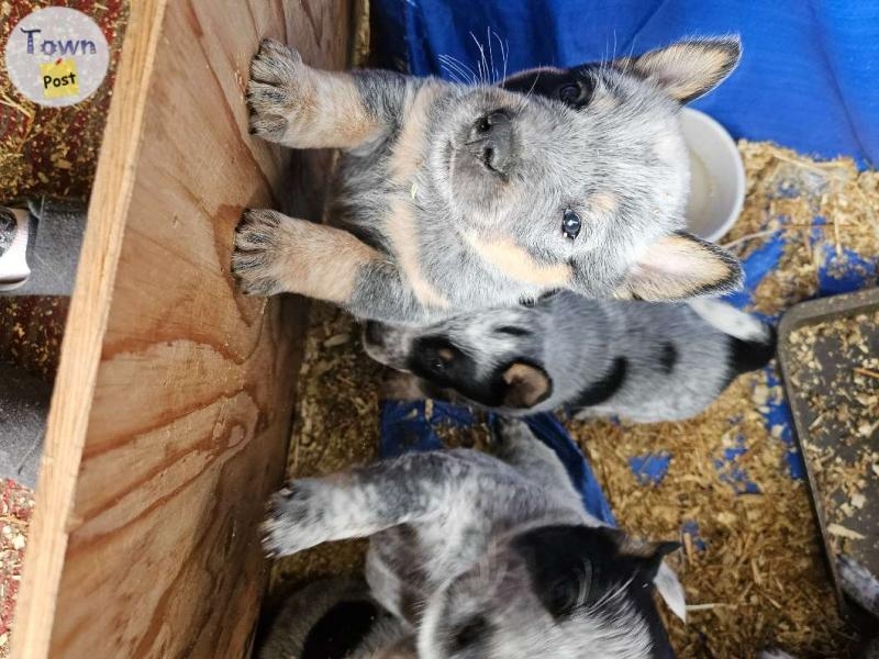 Purebred blue heeler pups  - 3 - 1016864-1710022035_1