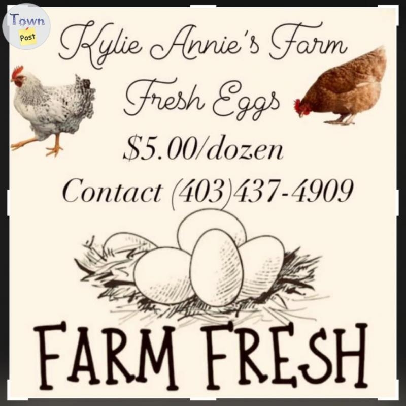 Kylie Annie’s Farm Fresh Eggs - 1 - 1017219-1710107446