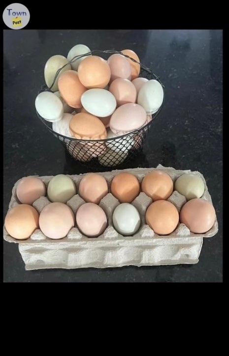 Kylie Annie’s Farm Fresh Eggs - 2 - 1017219-1710107446_0