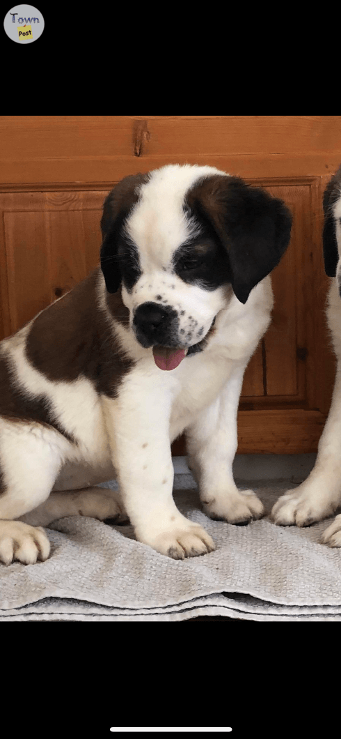 St Bernard - 1 - 1018068-1710292071