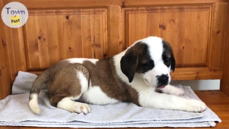 St Bernard - 3 - 1018068-1710292071_0