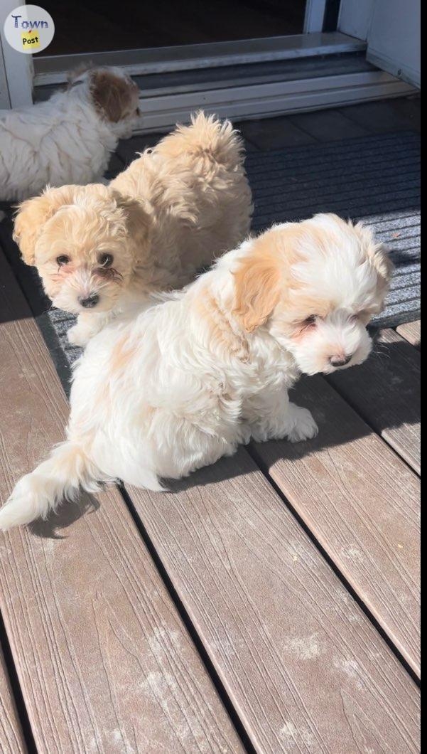 Maltipoo Puppies ( both males )  - 3 - 1018771-1710451090