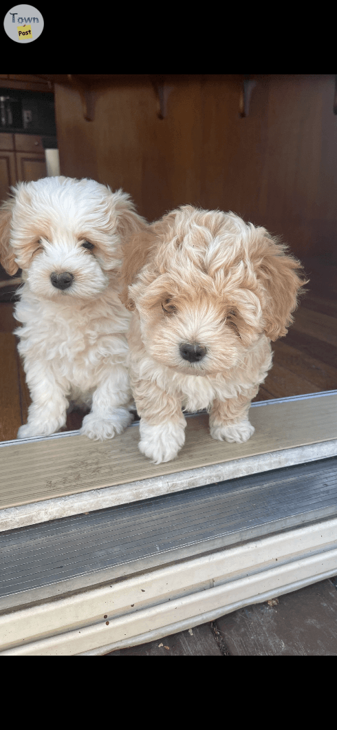 Maltipoo Puppies ( both males )  - 1 - 1018771-1710451090