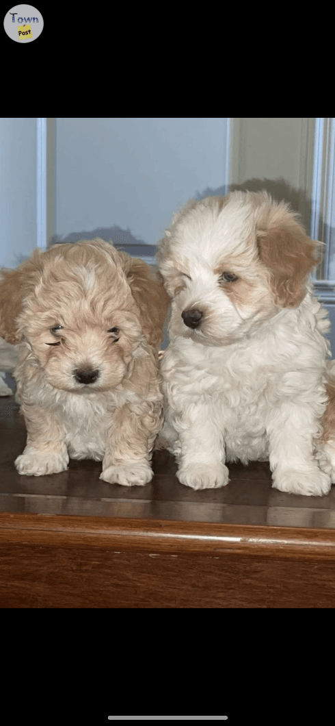 Maltipoo Puppies ( both males )  - 2 - 1018771-1710451090_0