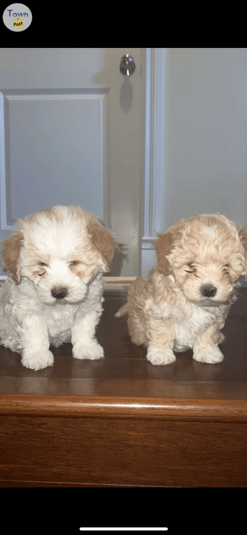 Maltipoo Puppies ( both males )  - 4 - 1018771-1710451090_1