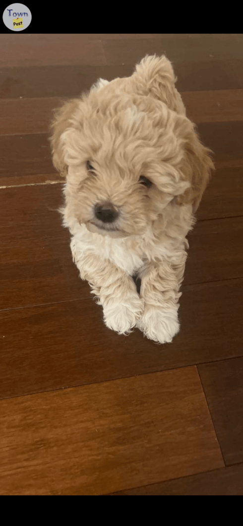 Maltipoo Puppies ( both males )  - 5 - 1018771-1710451090_2