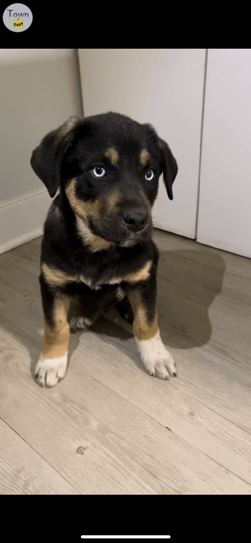 Rottweiler Puppy - 1 - 1018863-1710472368