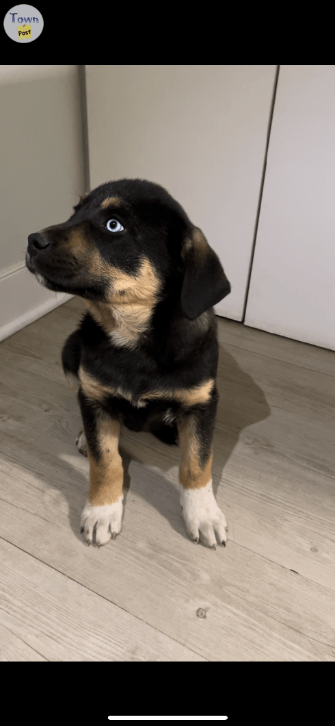 Rottweiler Puppy - 2 - 1018863-1710472368_0