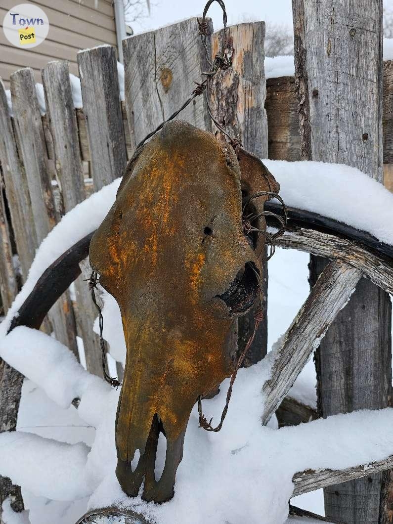 Longhorn and Cow Skull - 6 - 1021337-1711050377_4