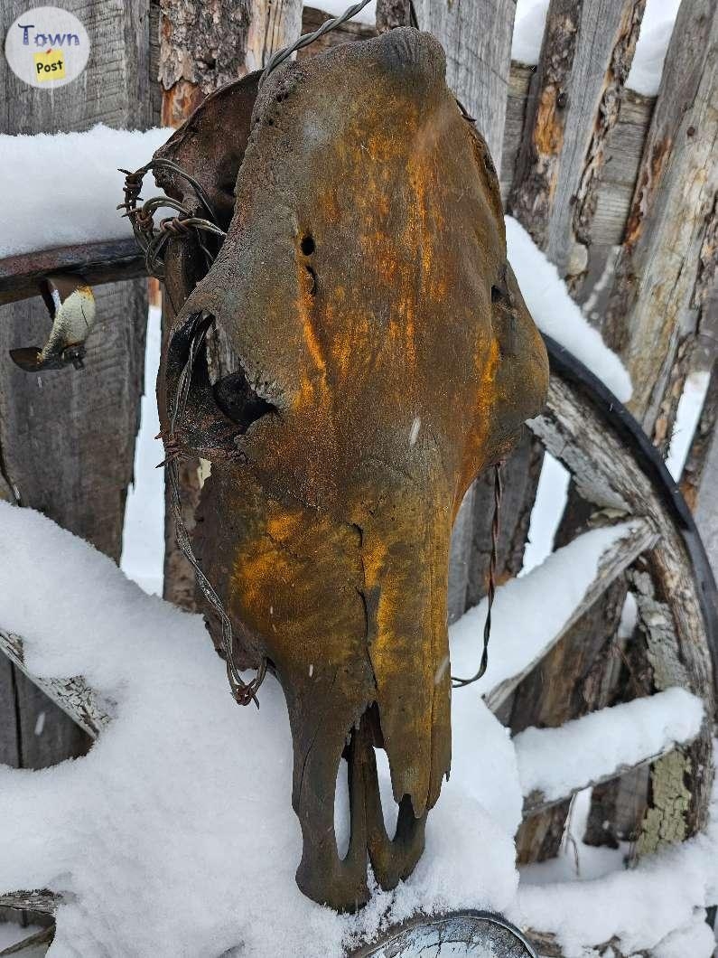 Longhorn and Cow Skull - 7 - 1021337-1711050377_5