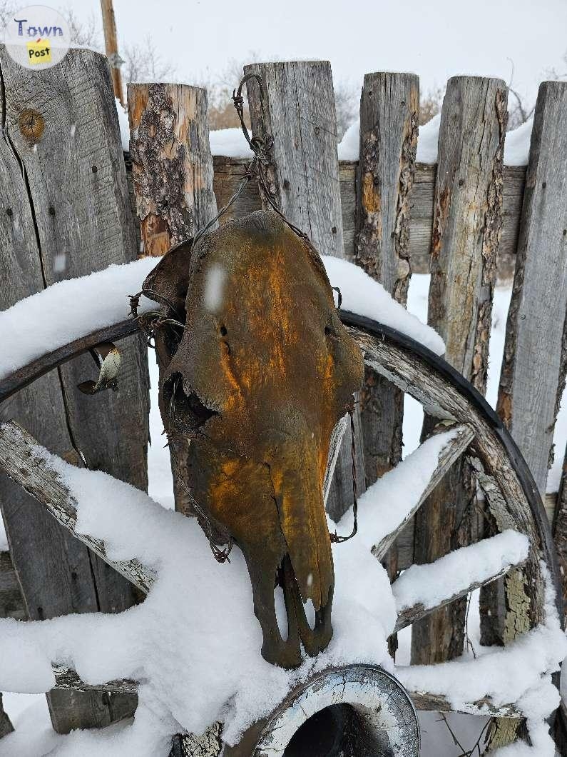 Longhorn and Cow Skull - 8 - 1021337-1711050377_6