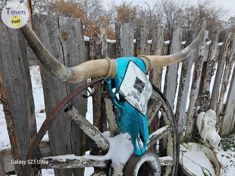 Longhorn and Cow Skull - 11 - 1021337-1711050377_9