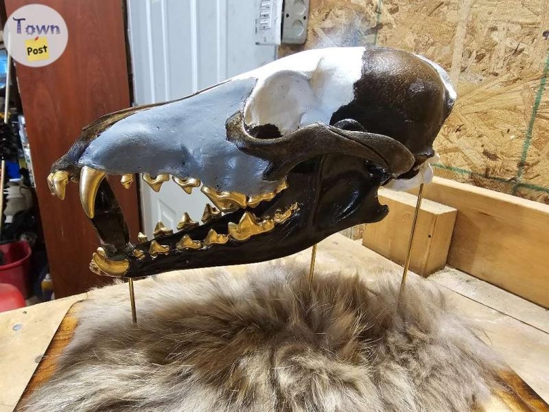 Bone-afide Beauty Taxidermy Art - 1 - 1021340-1711050606