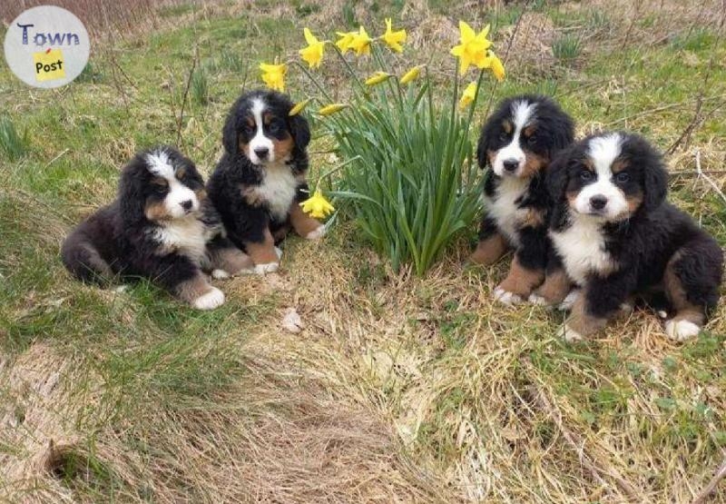 Home Trained Bernese Mountain Dog Puppies - 2 - 1021962-1711200865_0