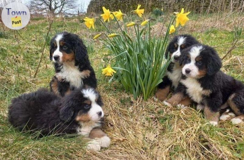 Home Trained Bernese Mountain Dog Puppies - 3 - 1021962-1711200865_1