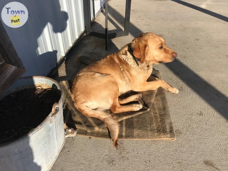 Purebred  female Yellow Lab - 1 - 1022805-1711336281