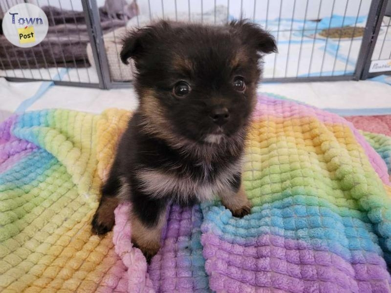 Pomeranian/powderpuff puppies - 1 - 1022895-1711380422