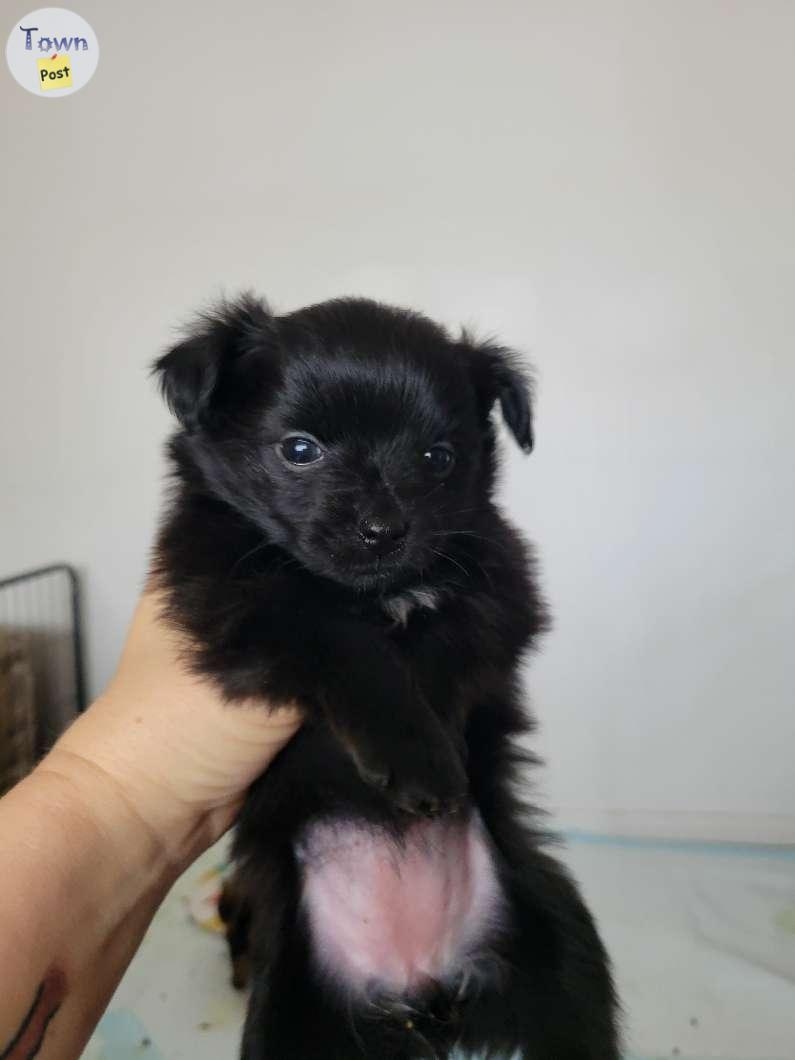 Pomeranian/powderpuff puppies - 3 - 1022895-1711380422_1