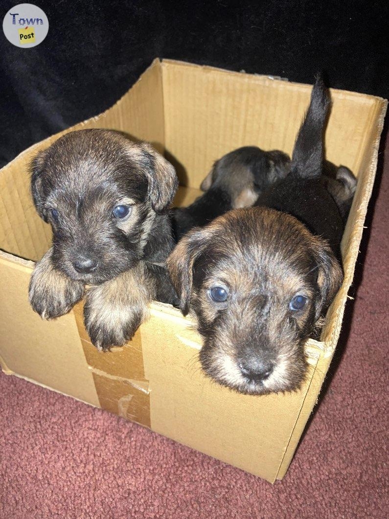 Purebred miniature schnauzers - 4 - 1024006-1711639191_2