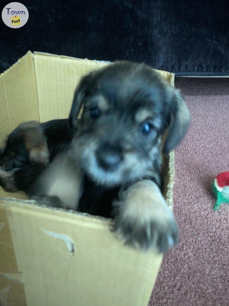 Purebred miniature schnauzers - 5 - 1024006-1711639191_3