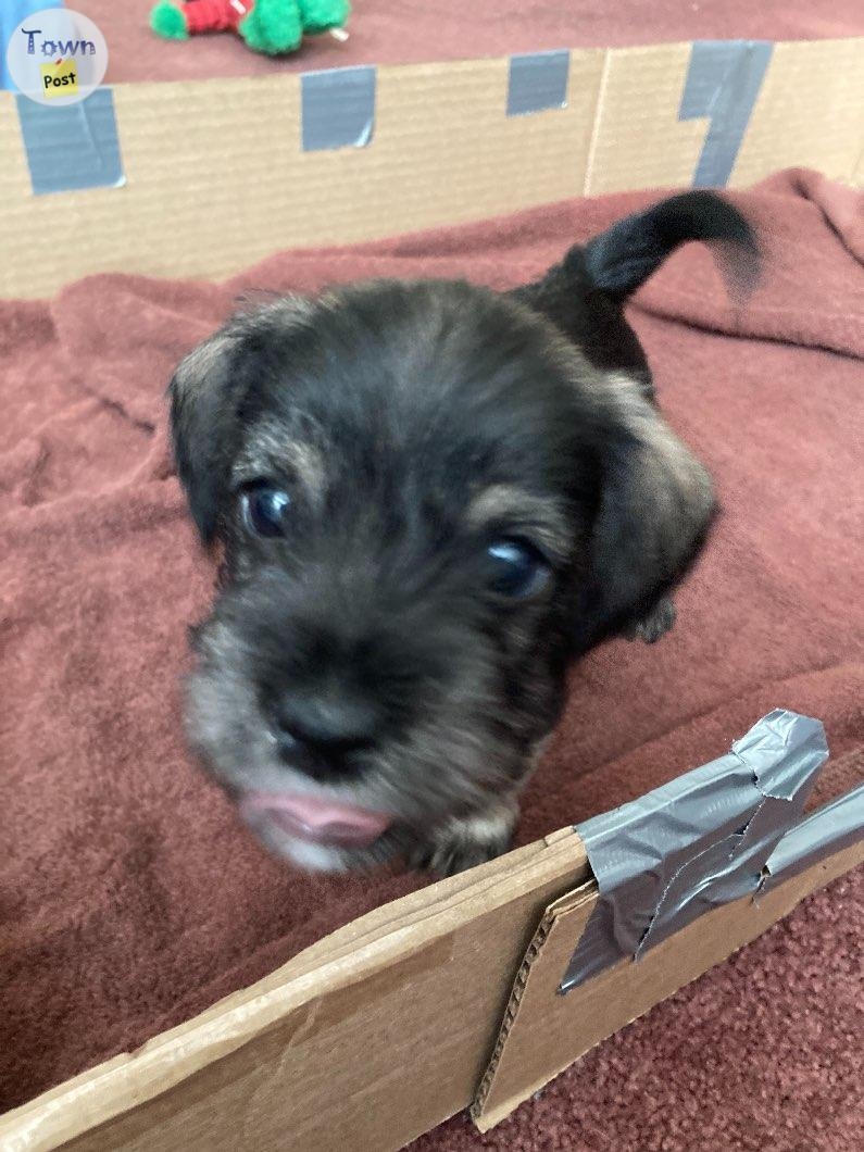 Purebred miniature schnauzers - 7 - 1024006-1711639191_5