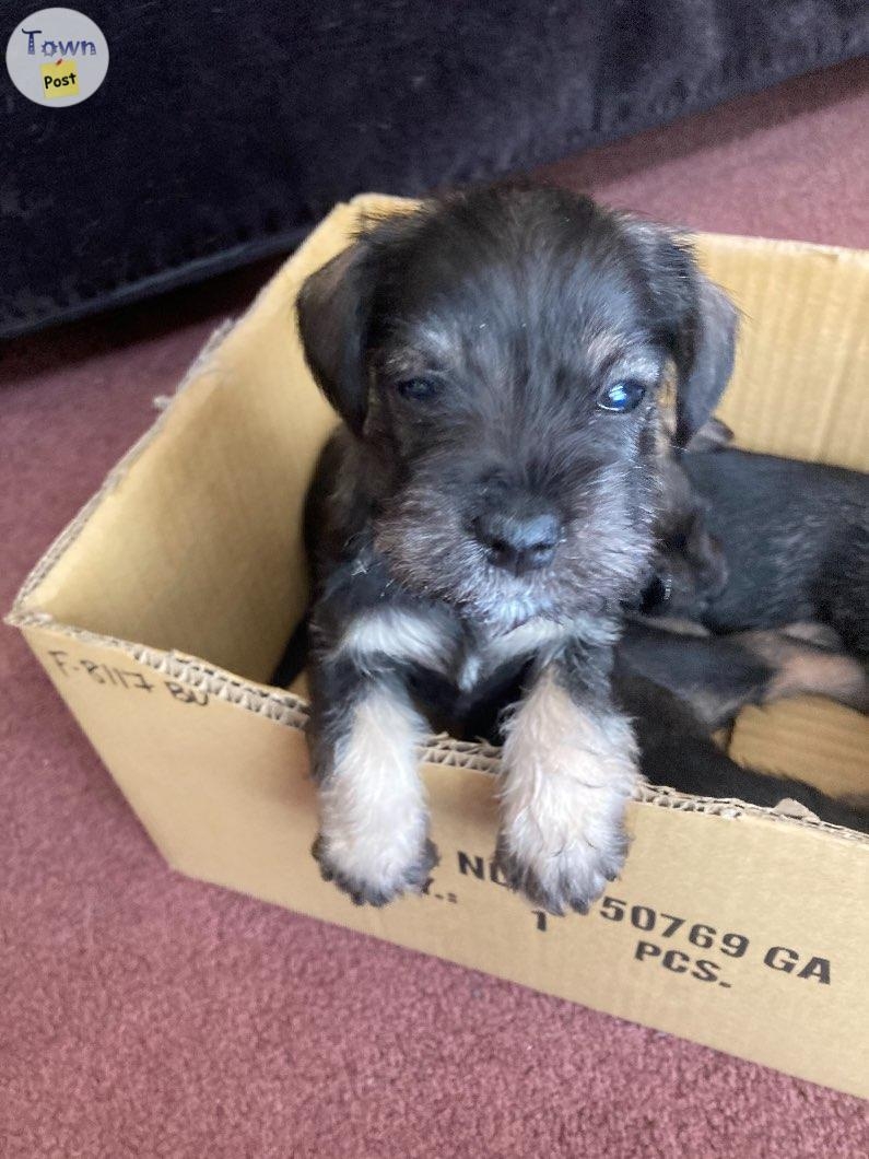 Purebred miniature schnauzers - 8 - 1024006-1711639191_6