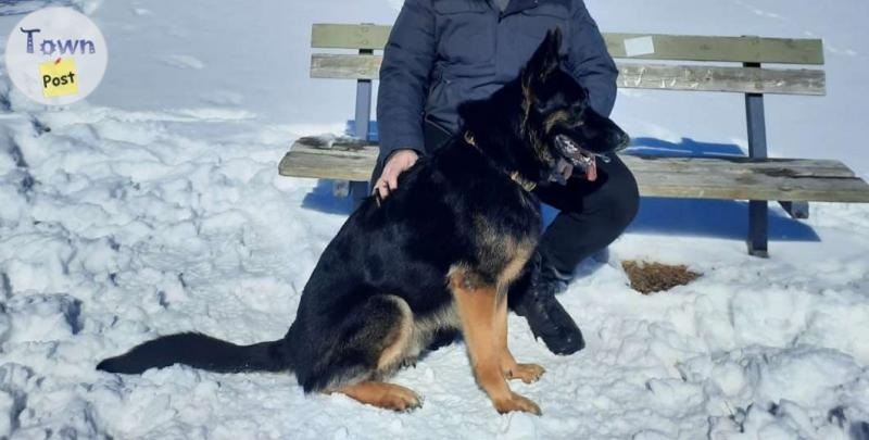 BEAUTIFUL GERMAN SHEAPHERD STUD - 6 - 1024322-1711716309_4