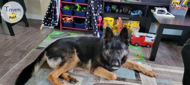 BEAUTIFUL GERMAN SHEAPHERD STUD - 7 - 1024322-1711716309_5