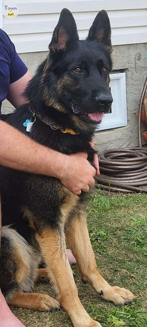 BEAUTIFUL GERMAN SHEAPHERD STUD - 8 - 1024322-1711716309_6