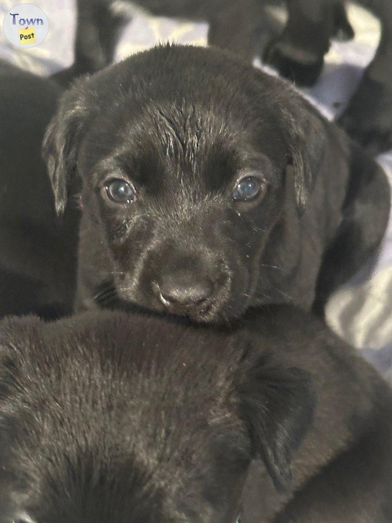 Black lab mix puppies - 2 - 1024532-1711750045_0