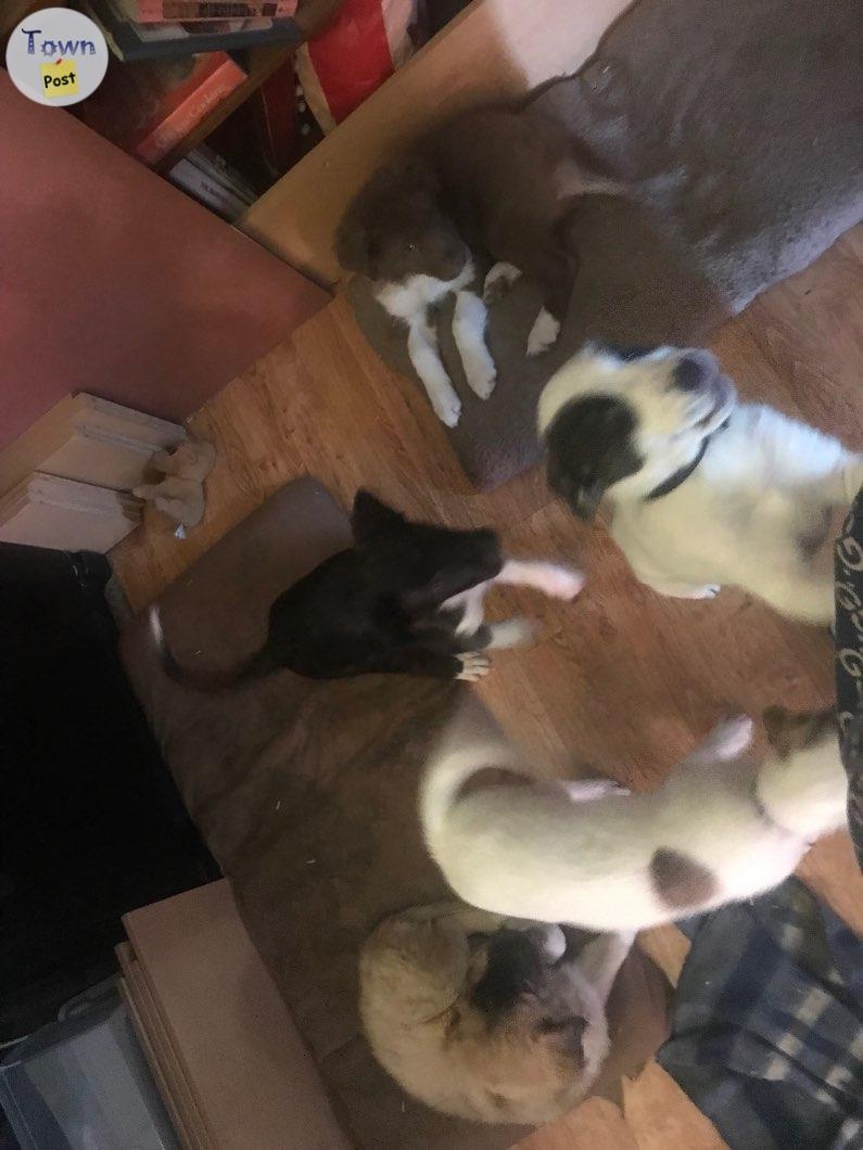 Puppies Bernese Stafford collie cross 11 weeks - 2 - 1025132-1711902896_0