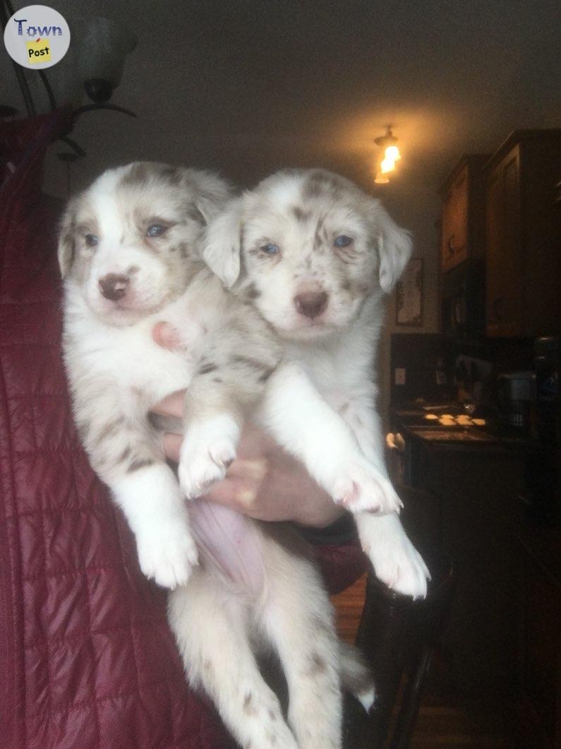 Proven Stud Australian Shepherd/ Border Collie - 36 - 670422-1709398534