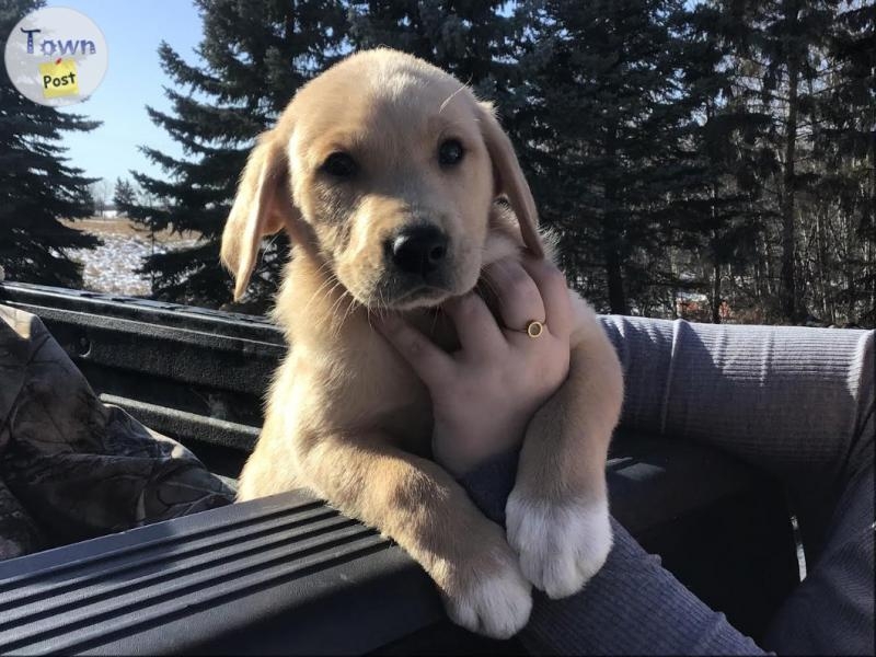 Sweet Lab Cross Puppies - 1 - 1027775-1712532348