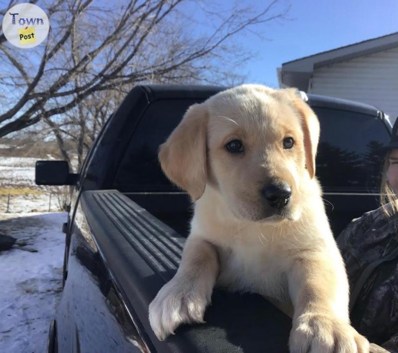 Sweet Lab Cross Puppies - 2 - 1027775-1712532348_0