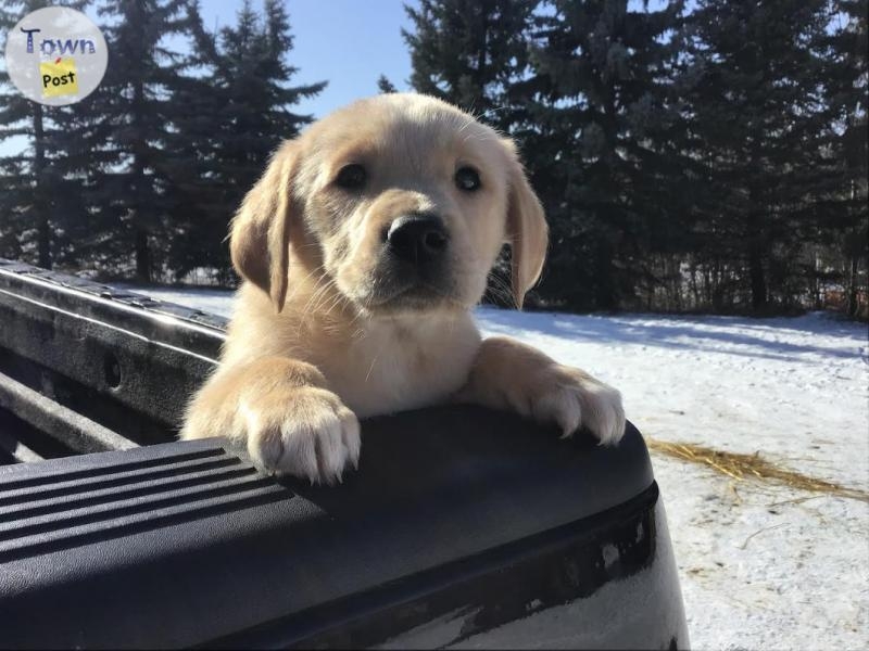 Sweet Lab Cross Puppies - 3 - 1027775-1712532348_1